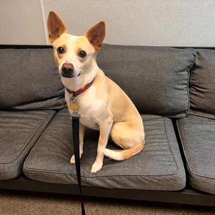 Newton, Adult Male Mixed Breed