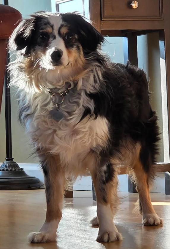 0966 Willy, Adoptable, Young Male Australian Shepherd.