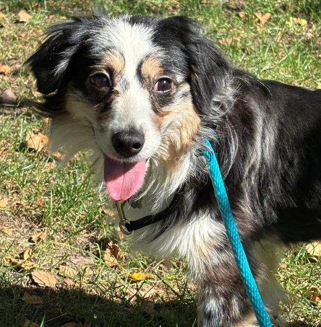 0966 Willy, a Adoptable Australian Shepherd in Marion, WI image 2/6