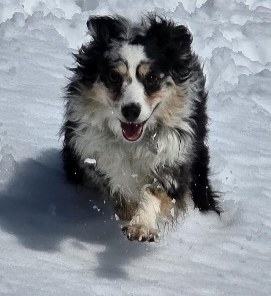 0966 Willy, a Adoptable Australian Shepherd in Marion, WI image 3/6