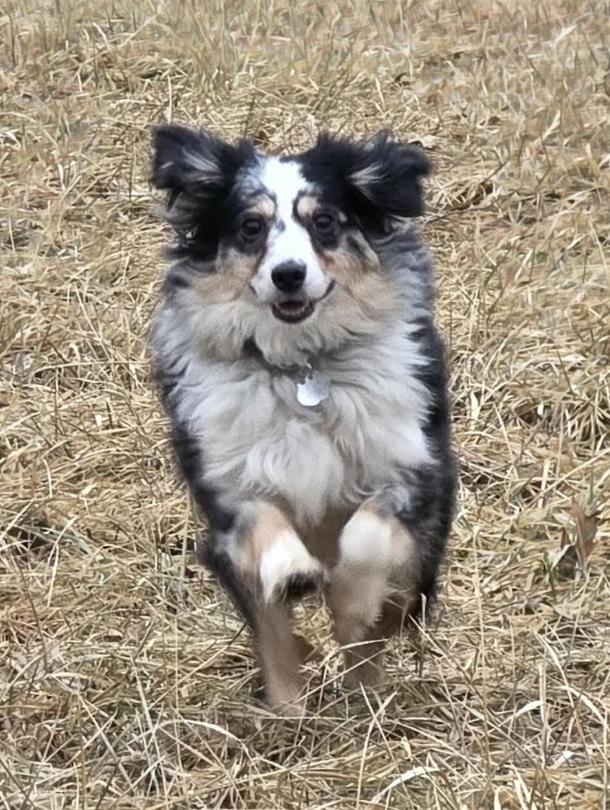 0966 Willy, a Adoptable Australian Shepherd in Marion, WI image 4/6