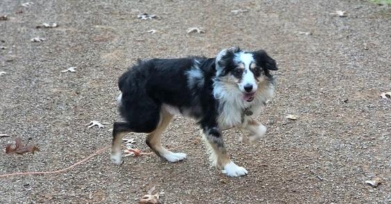 0966 Willy, a Adoptable Australian Shepherd in Marion, WI image 5/6