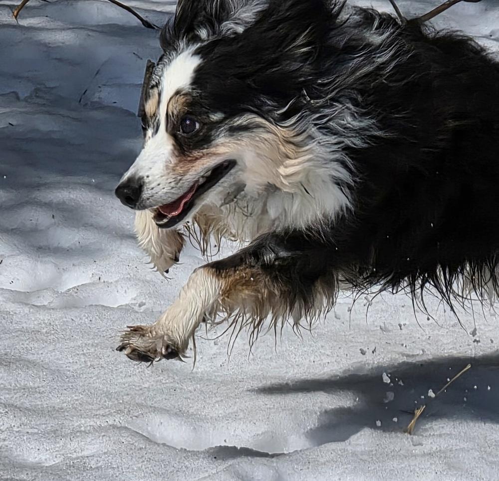 0966 Willy, a Adoptable Australian Shepherd in Marion, WI image 6/6
