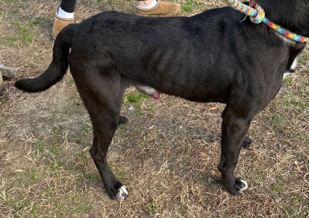 26-01 Kodiak, a Adoptable Labrador Retriever in Tarboro, NC image 1/3