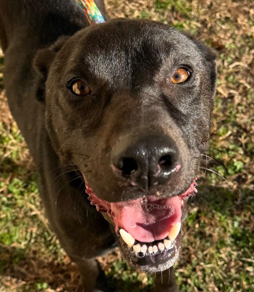 26-01 Kodiak, a Adoptable Labrador Retriever in Tarboro, NC image 3/3