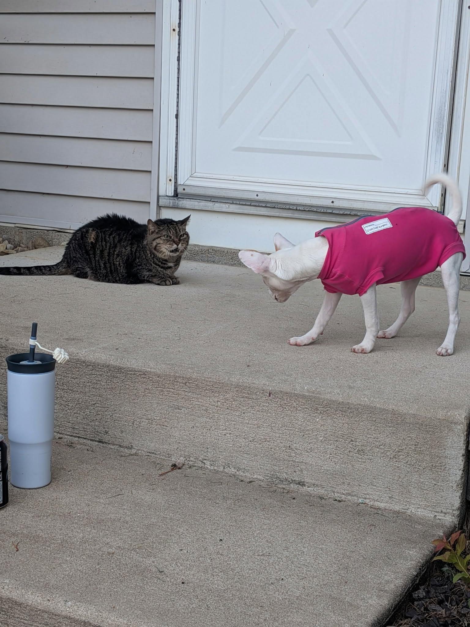 Felony, a ADOPTABLE mixed breed in Merrillville, IN image 5/5
