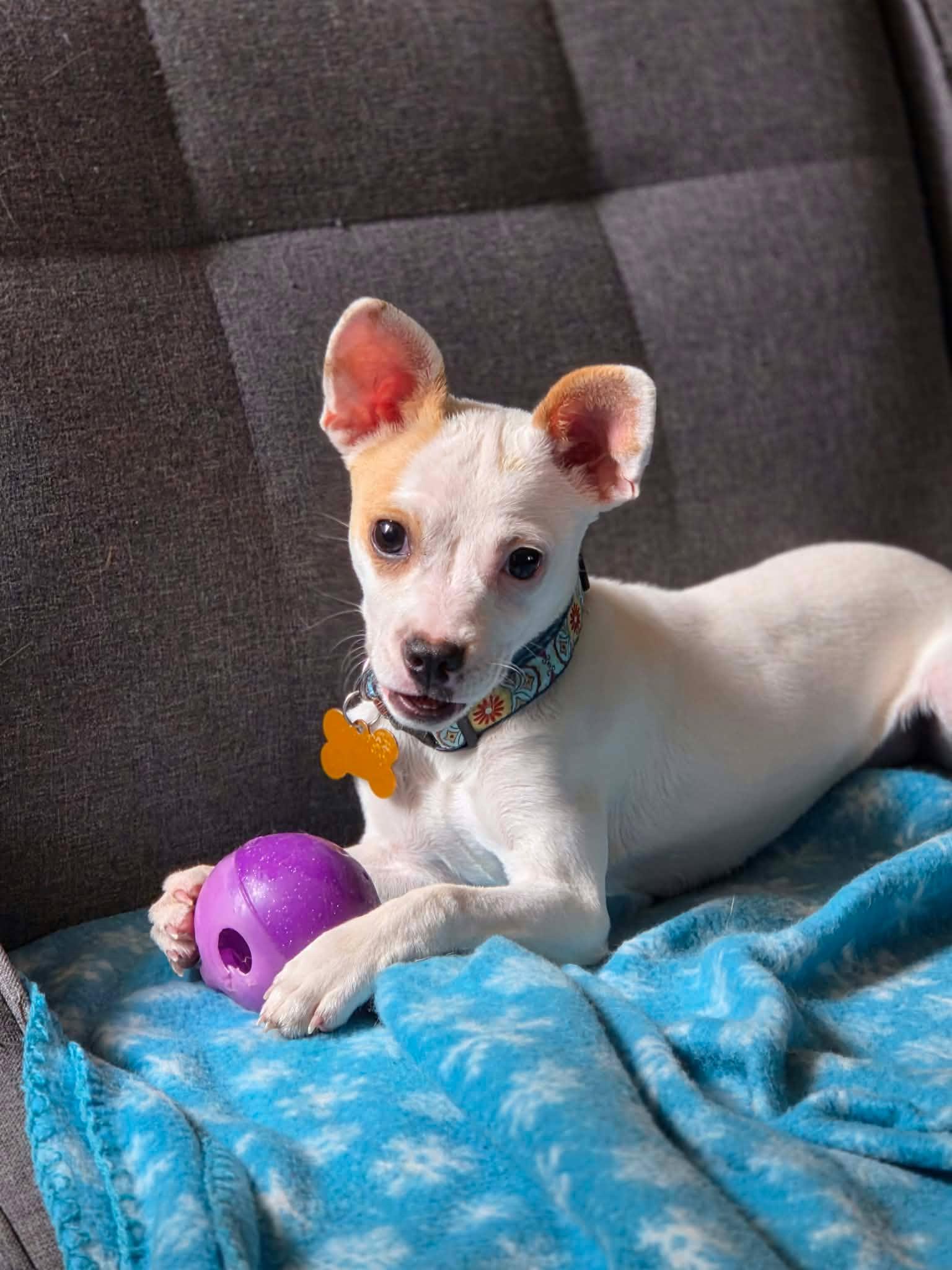 Felony, ADOPTABLE, Young Female Chihuahua.
