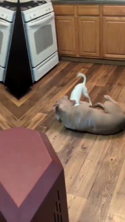 Enlarge Felony, a ADOPTABLE mixed breed in Merrillville, IN video 2/5