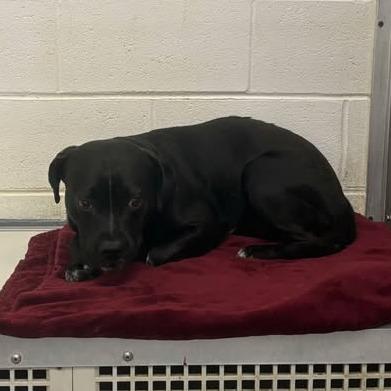 Waylon, Adoptable, Adult Male Black Labrador Retriever.