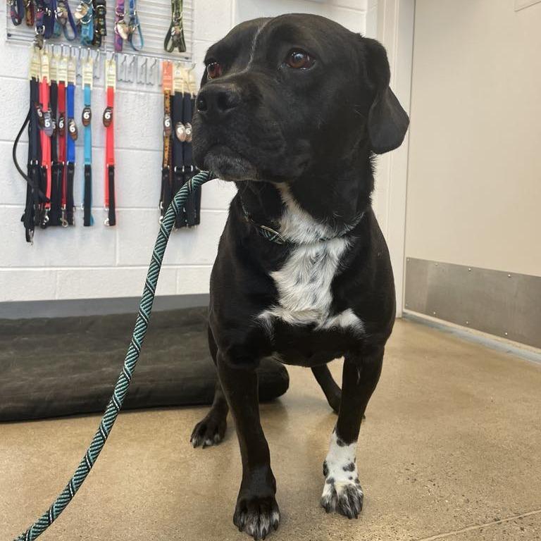 Waylon, a Adoptable Black Labrador Retriever in Rocky Mount, VA image 2/3