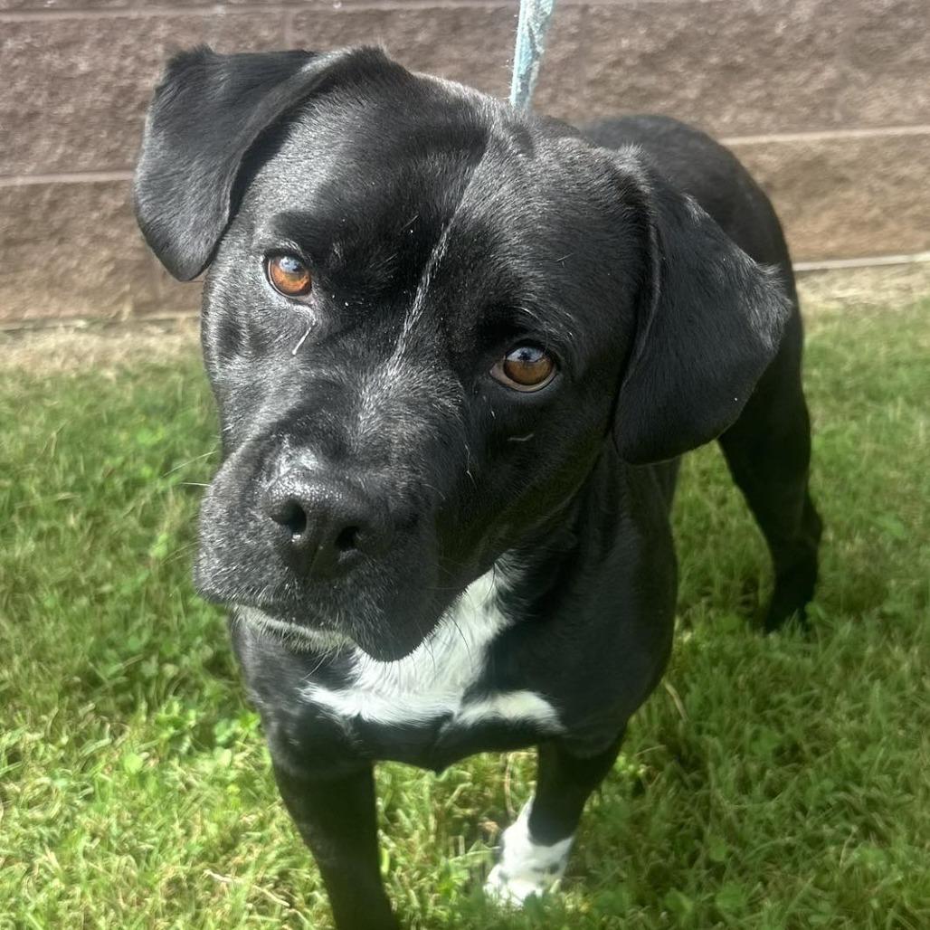 Waylon, a Adoptable Black Labrador Retriever in Rocky Mount, VA image 3/3