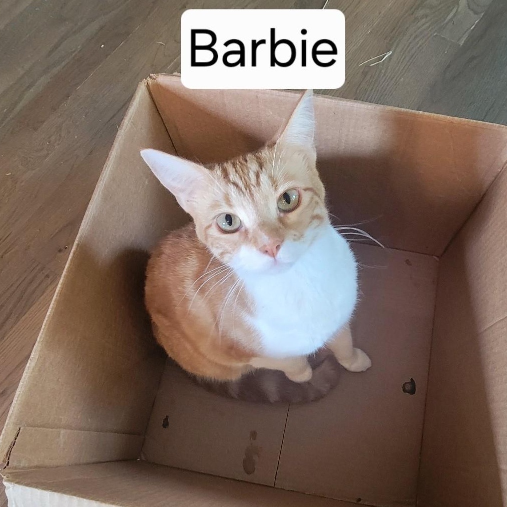 Enlarge Barbie, a Adoptable Domestic Short Hair in Houston, TX image 1/6