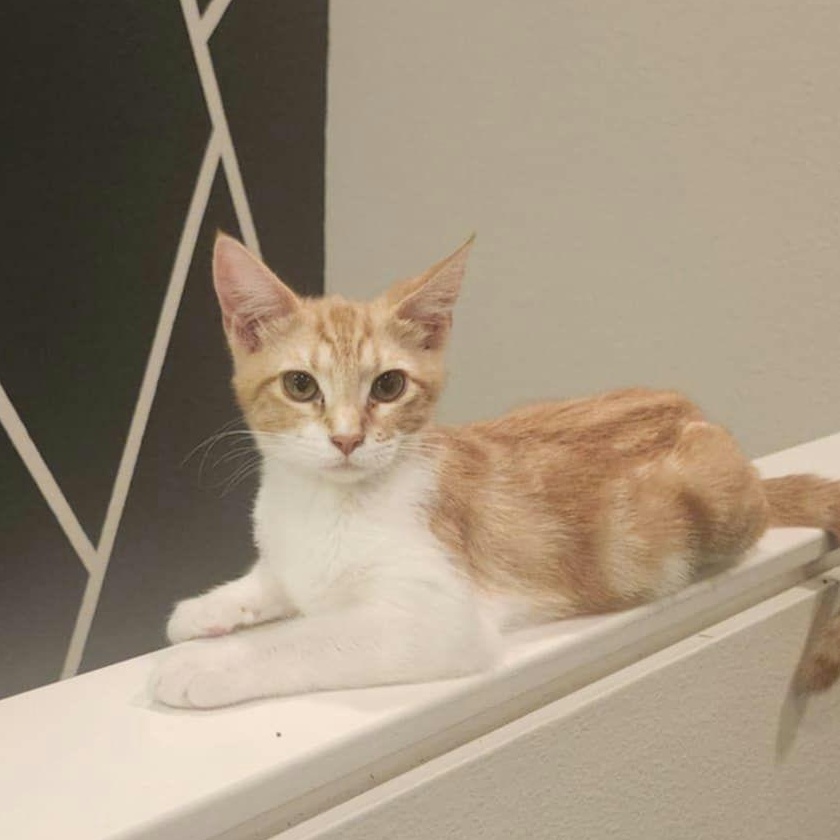 Enlarge Barbie, a Adoptable Domestic Short Hair in Houston, TX image 4/6