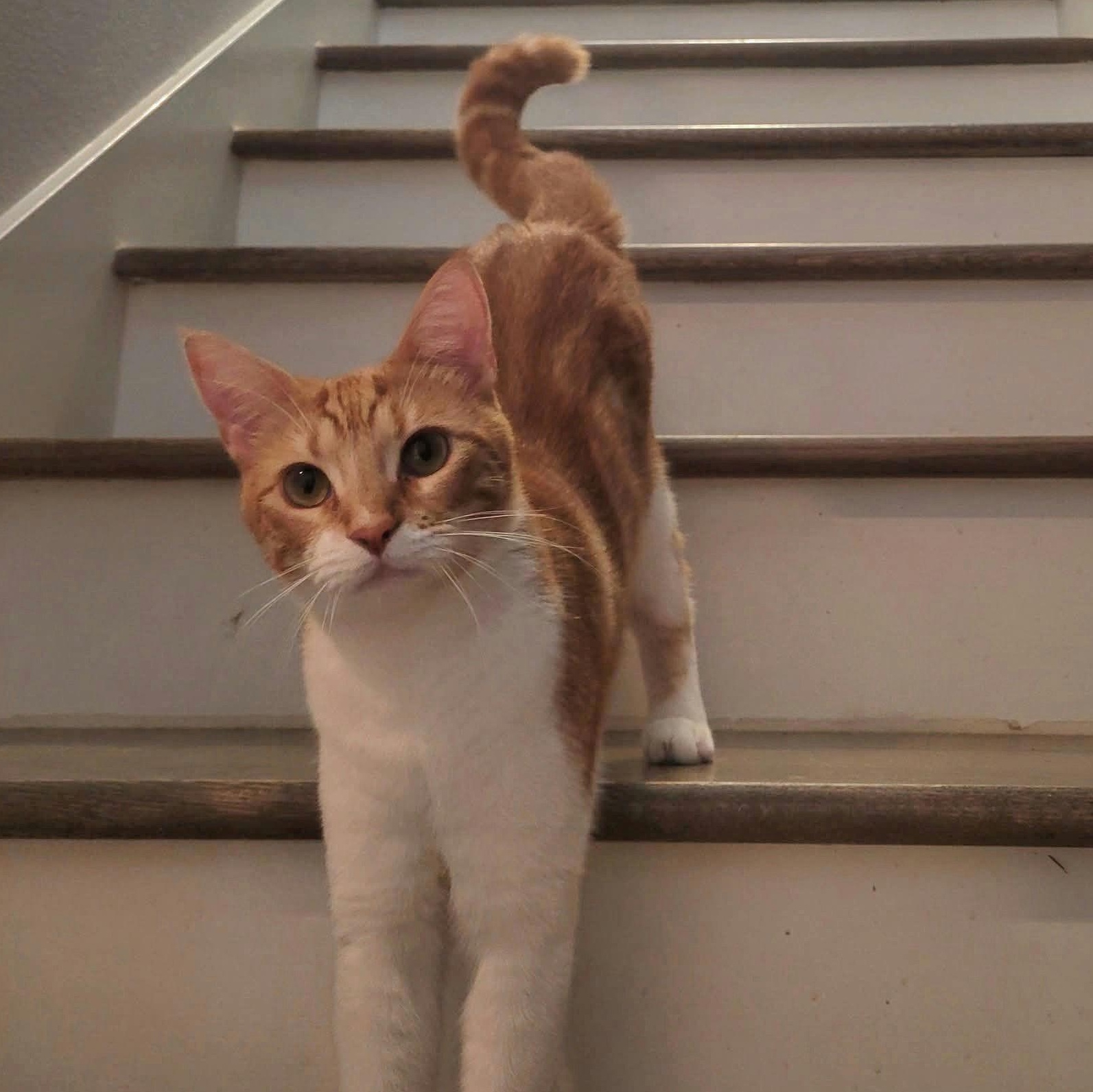 Enlarge Barbie, a Adoptable Domestic Short Hair in Houston, TX image 2/6