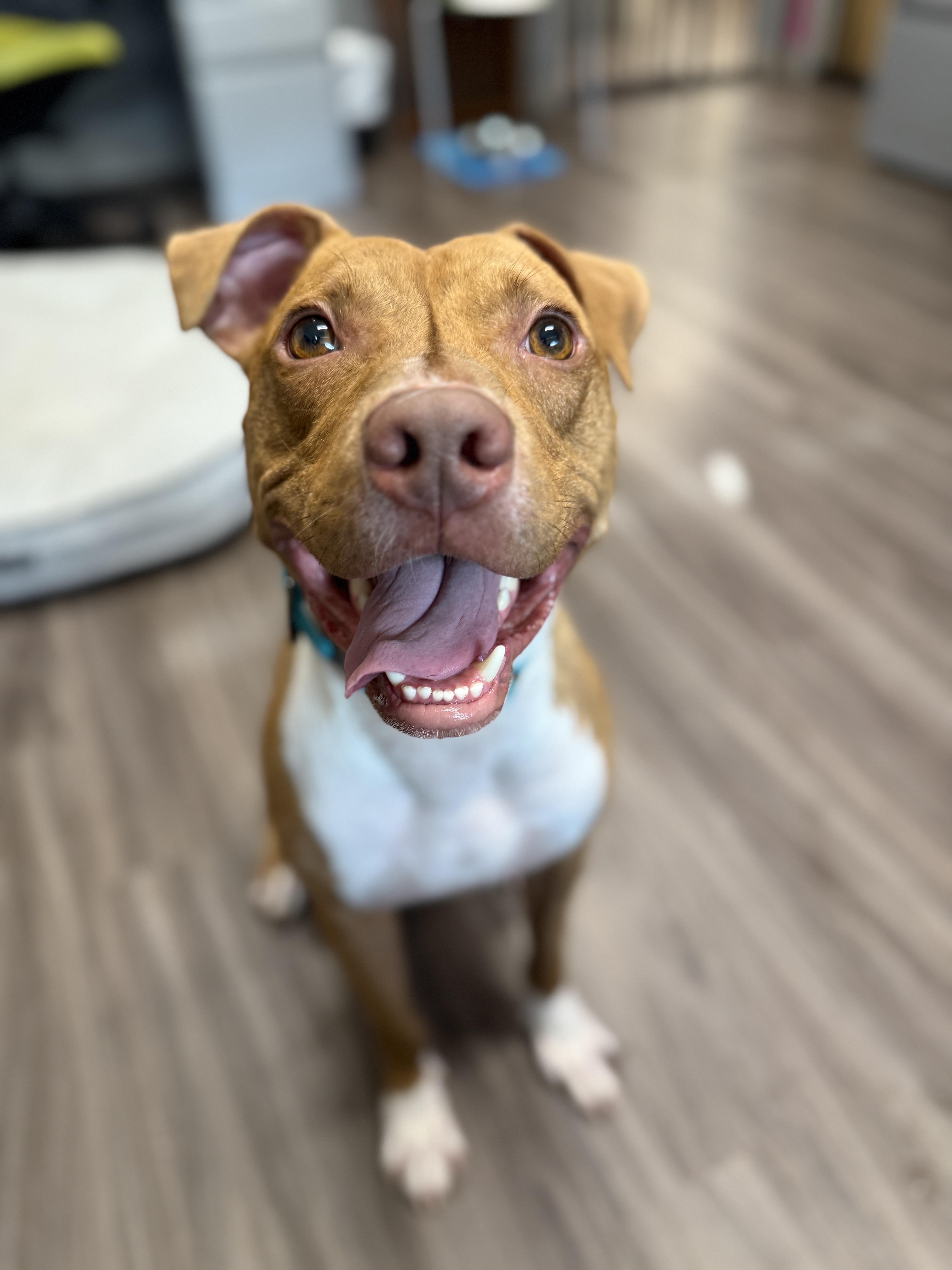 Gummy Bear, Adopted, Adult Male Pit Bull Terrier.