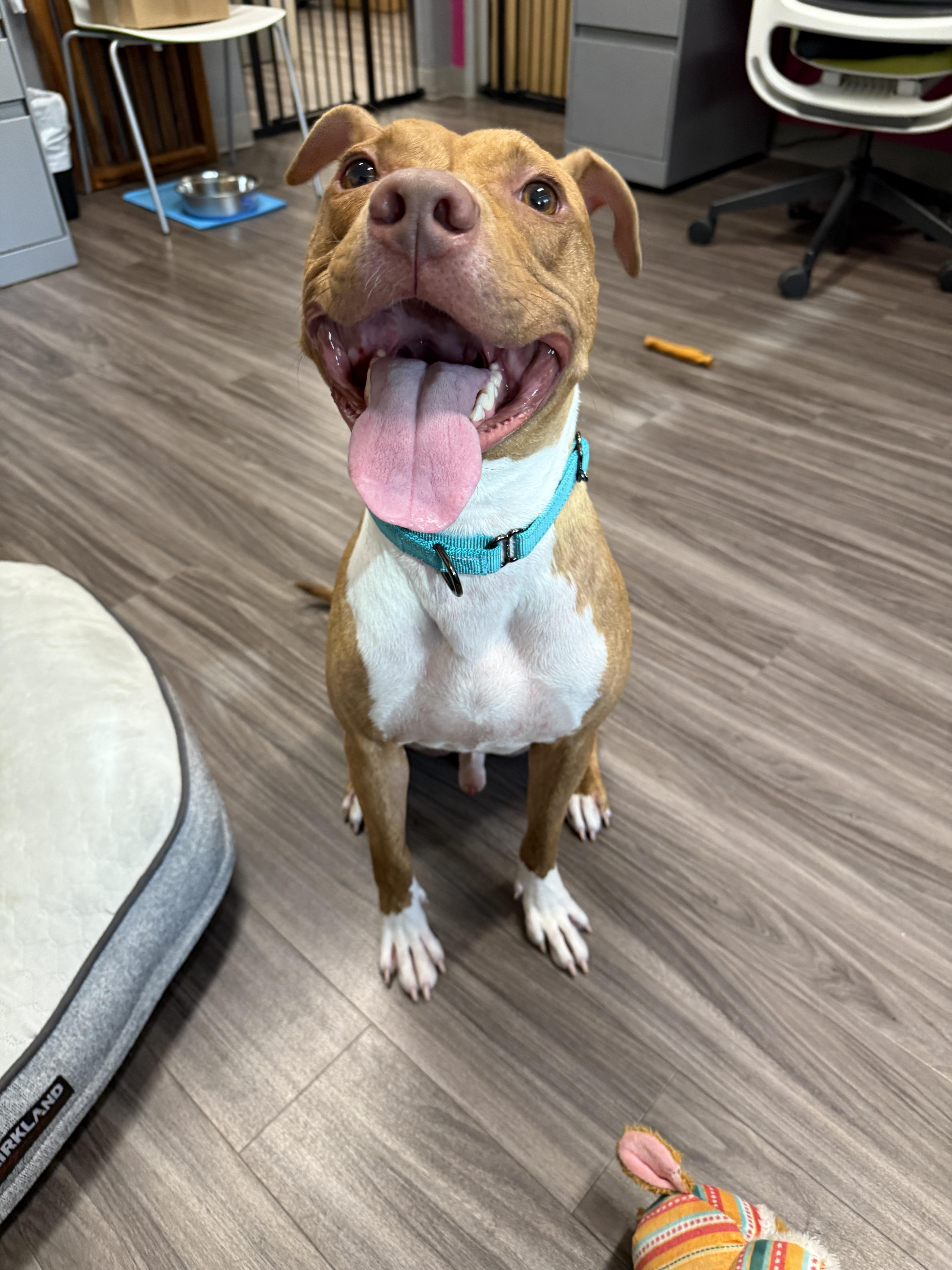 Enlarge Gummy Bear, a Adopted Pit Bull Terrier in Chandler, AZ image 2/2