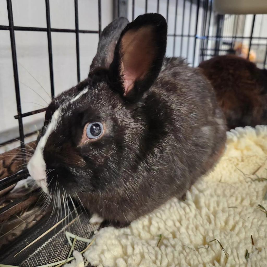 Scooby, a Adoptable Dutch in Hilliard , FL image 1/4