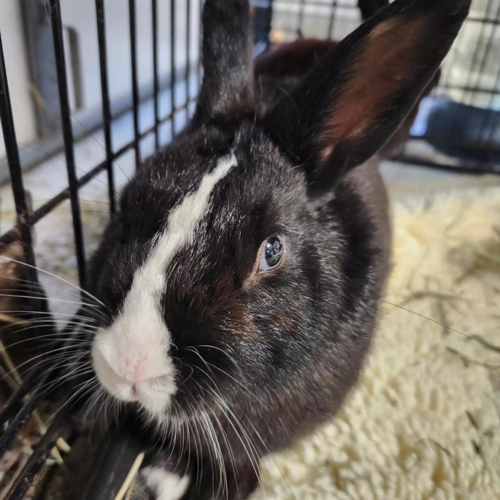 Scooby, a Adoptable Dutch in Hilliard , FL image 2/4