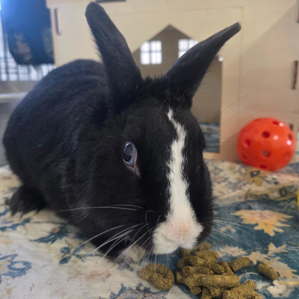 Scooby, a Adoptable Dutch in Hilliard , FL image 3/4