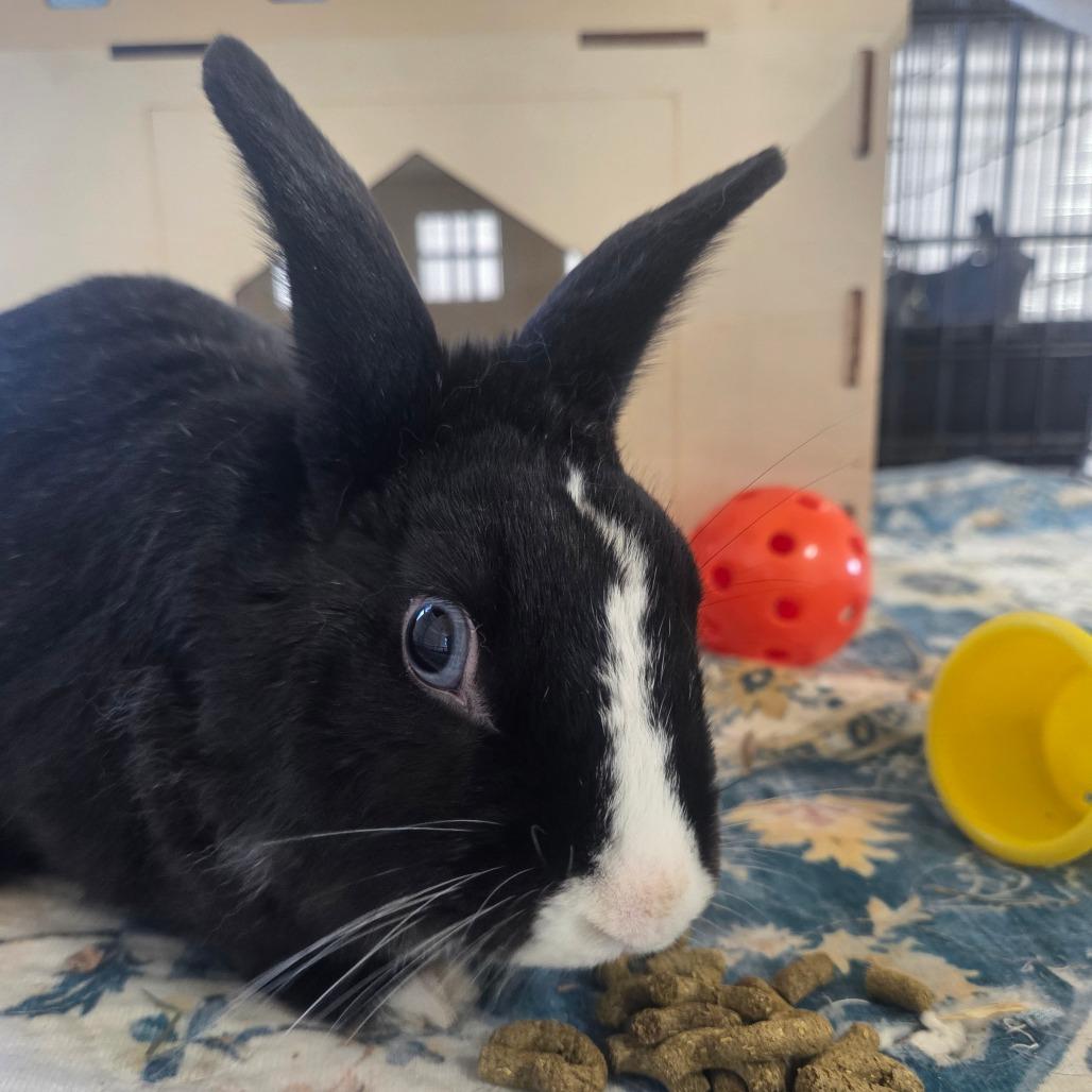 Scooby, a Adoptable Dutch in Hilliard , FL image 4/4