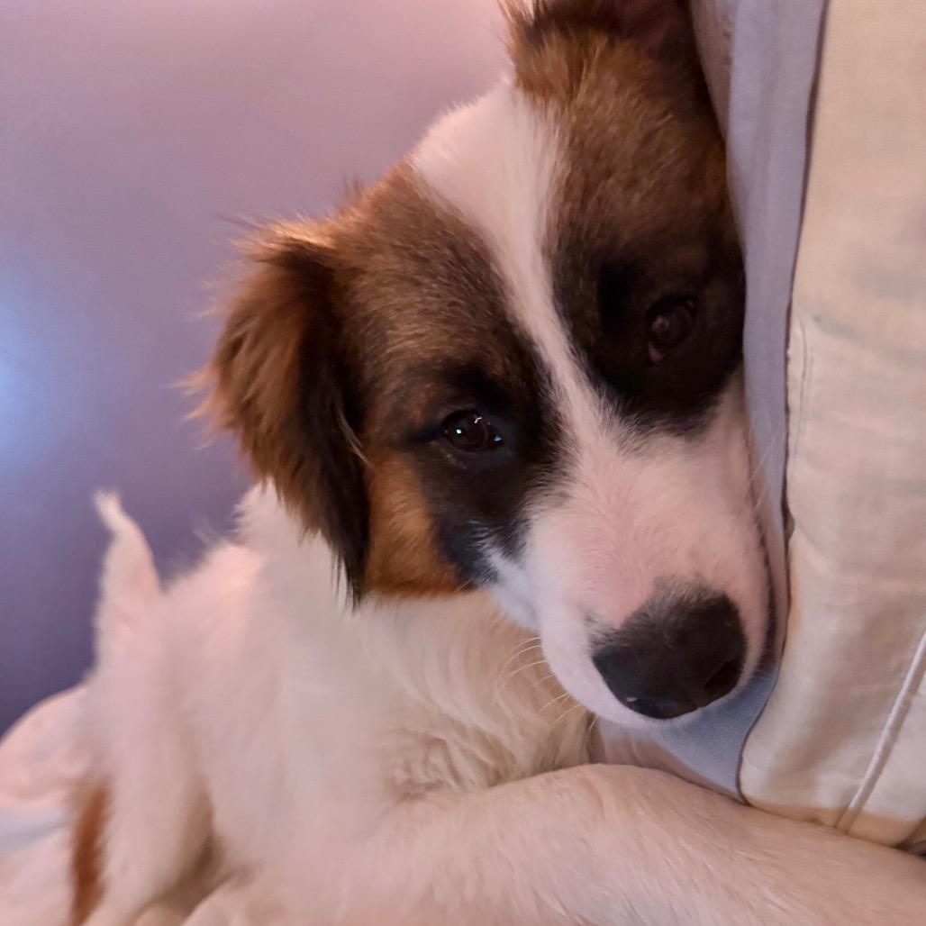 Lightning, a Adoptable Mixed Breed in Big Lake, MN image 1/6