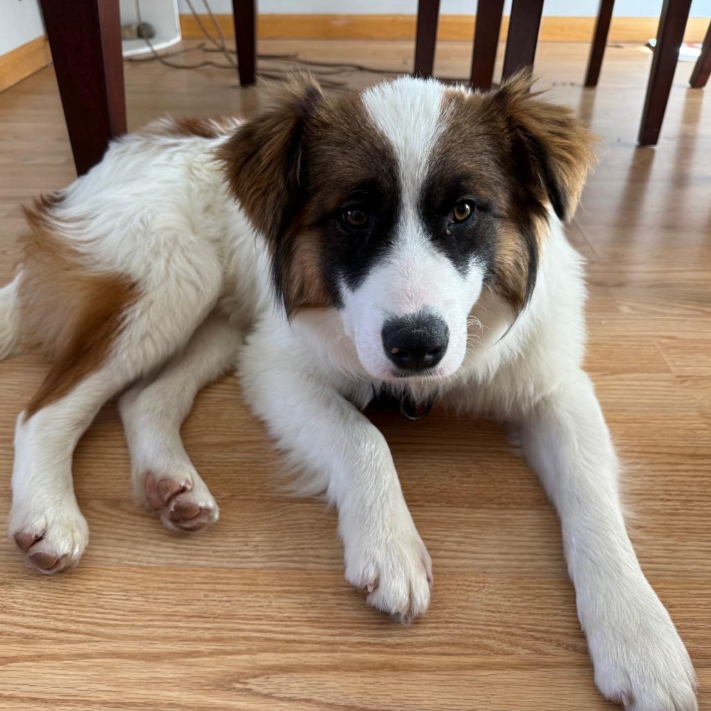 Lightning, Adoptable, Young Male Mixed Breed.