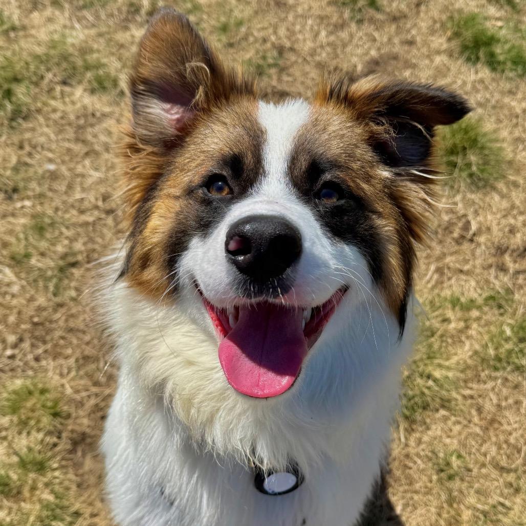 Lightning, a Adoptable Mixed Breed in Big Lake, MN image 3/6