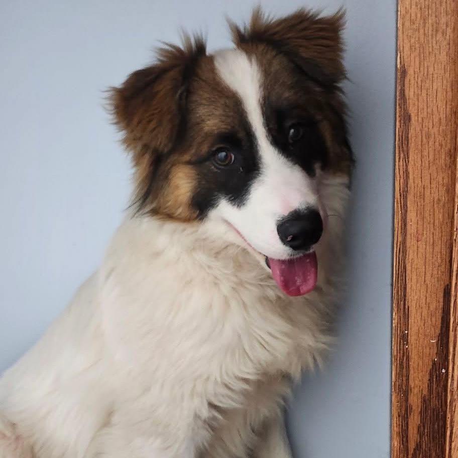 Lightning, a Adoptable Mixed Breed in Big Lake, MN image 6/6