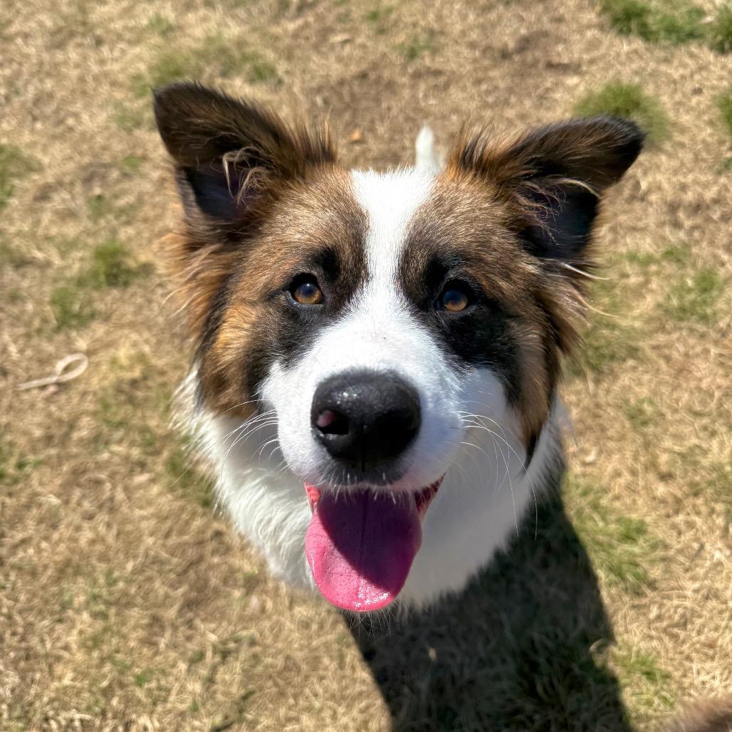 Lightning, a Adoptable Mixed Breed in Big Lake, MN image 4/6