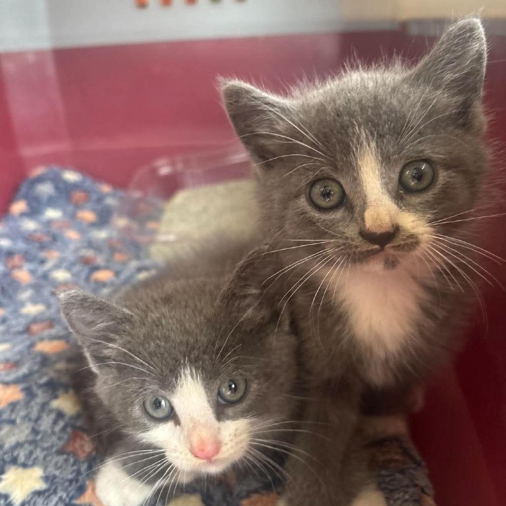 Very Cute Kittens - Shaggy, Adoptable, Kitten Male Domestic Short Hair.