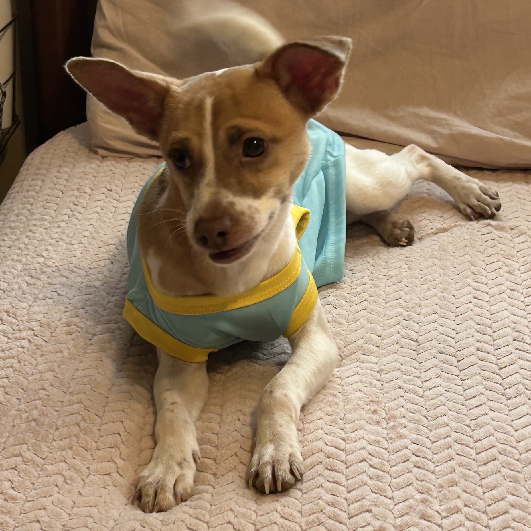 LEO (bonded with Little Larry) — thumbnail 3