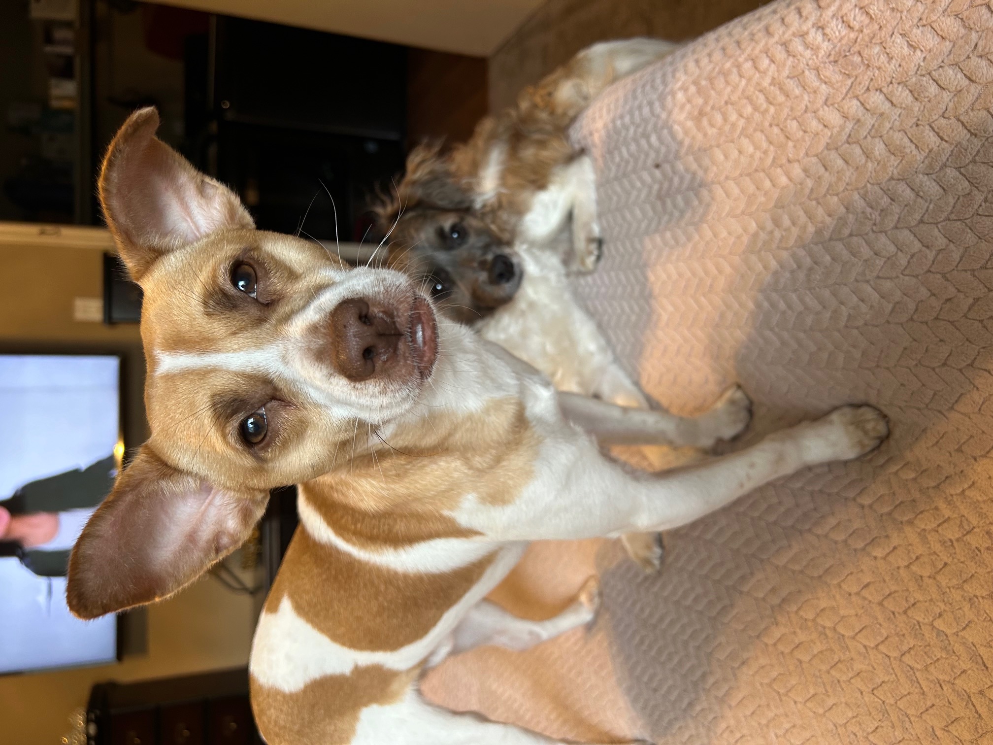 LEO (bonded with Little Larry) — thumbnail 5