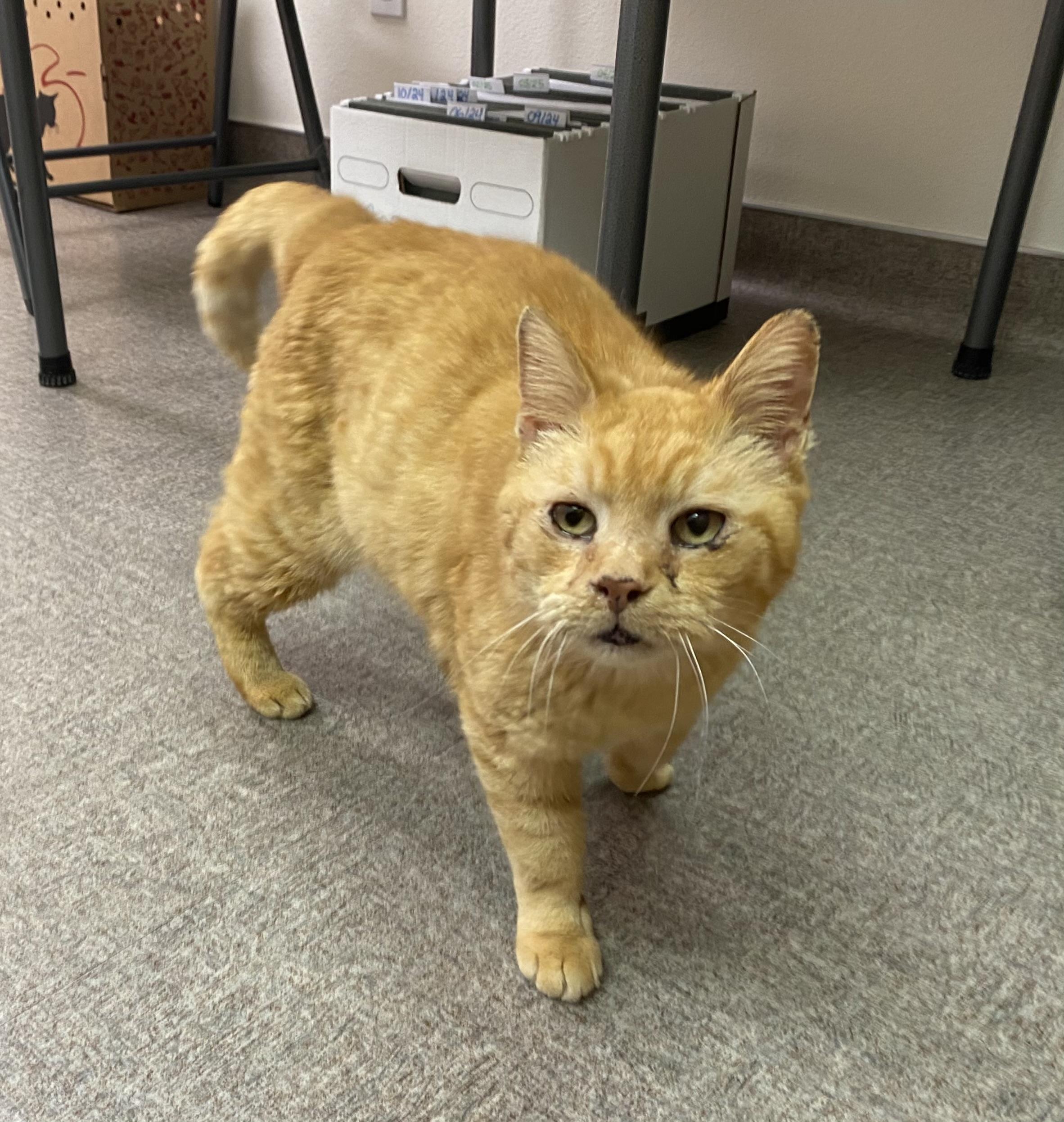 My Love, an adoptable Domestic Short Hair in Pocatello, ID, 83201 | Photo Image 1