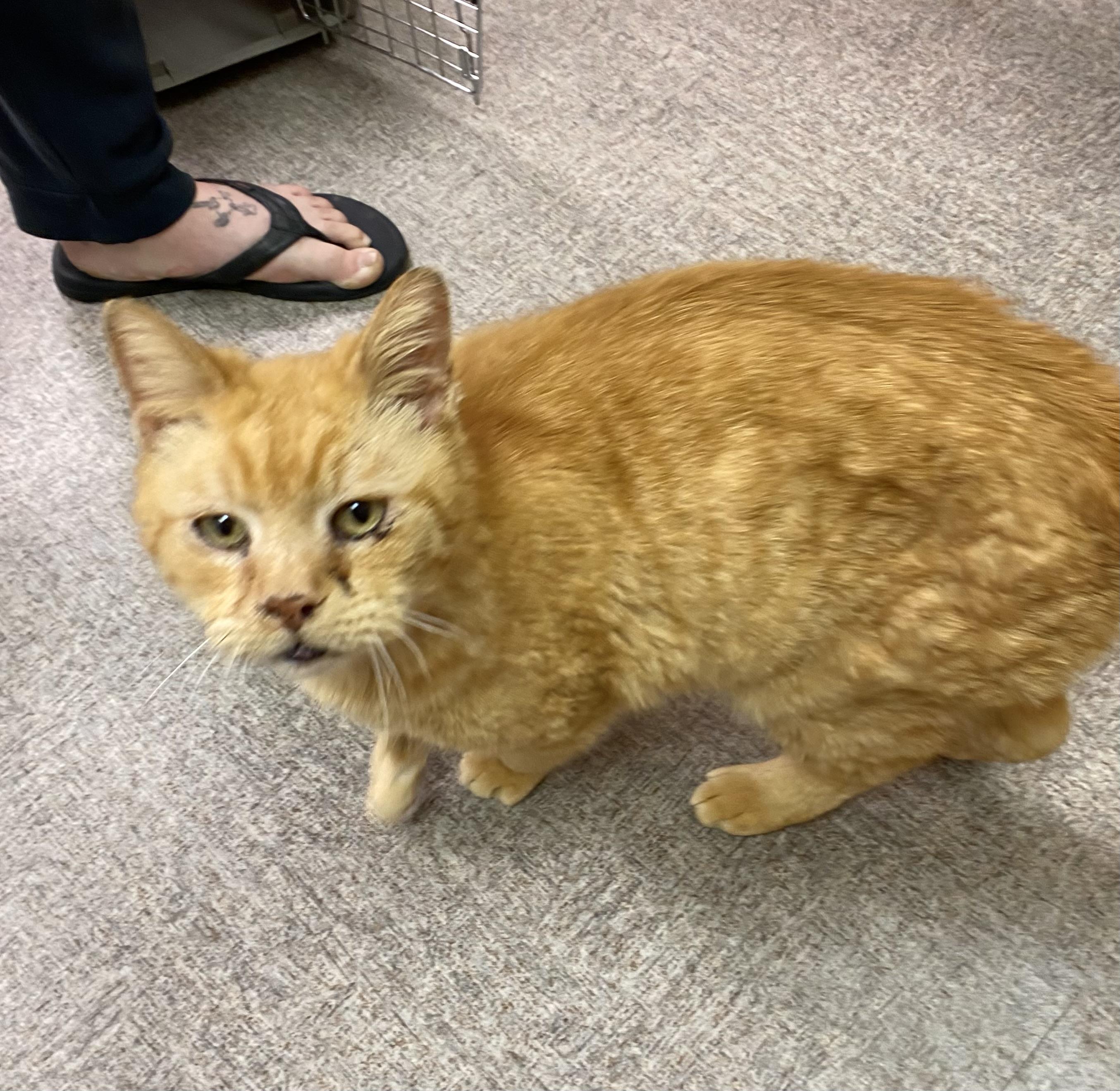 My Love, an adoptable Domestic Short Hair in Pocatello, ID, 83201 | Photo Image 4