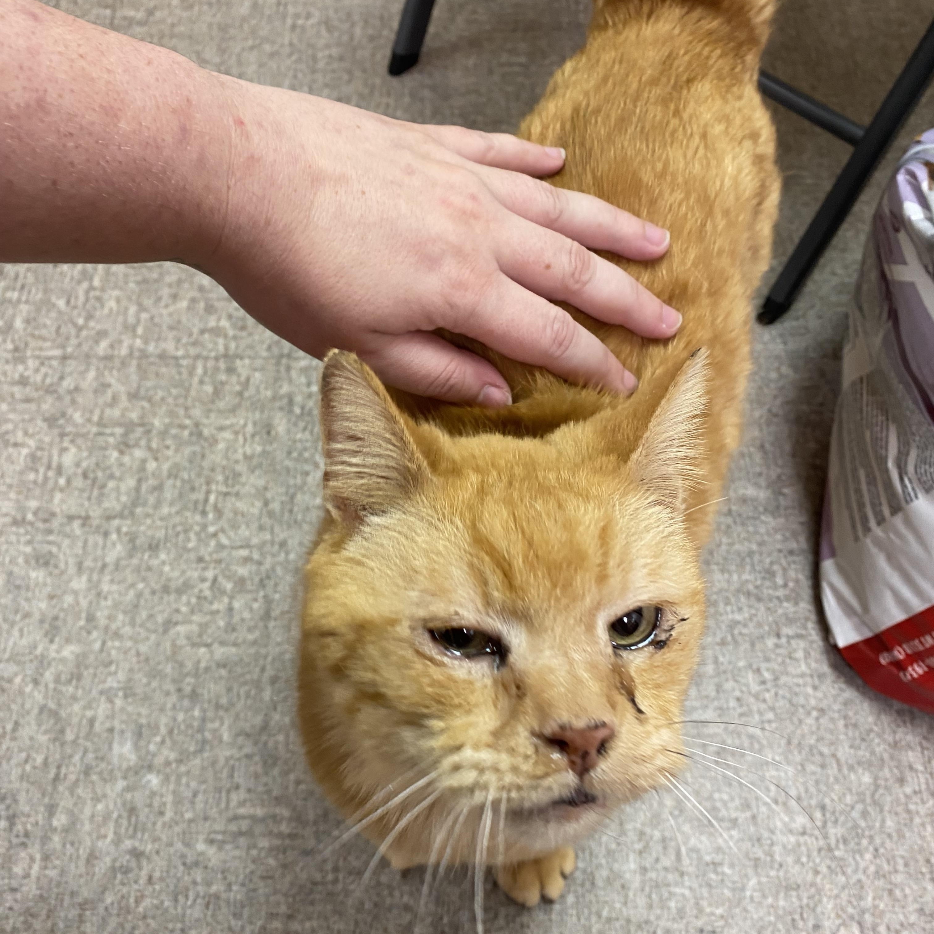 My Love, an adoptable Domestic Short Hair in Pocatello, ID, 83201 | Photo Image 5