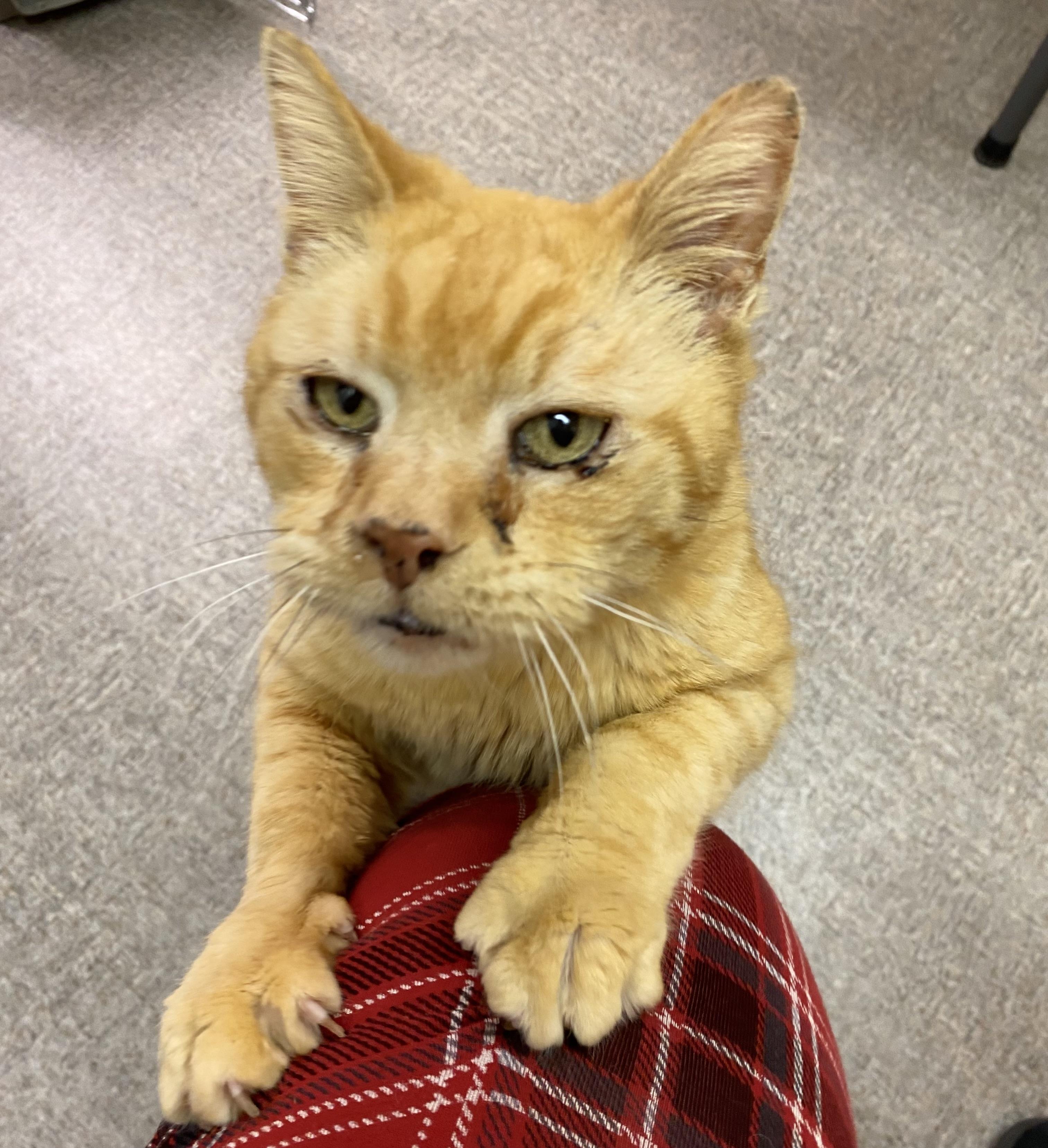 My Love, an adoptable Domestic Short Hair in Pocatello, ID, 83201 | Photo Image 2