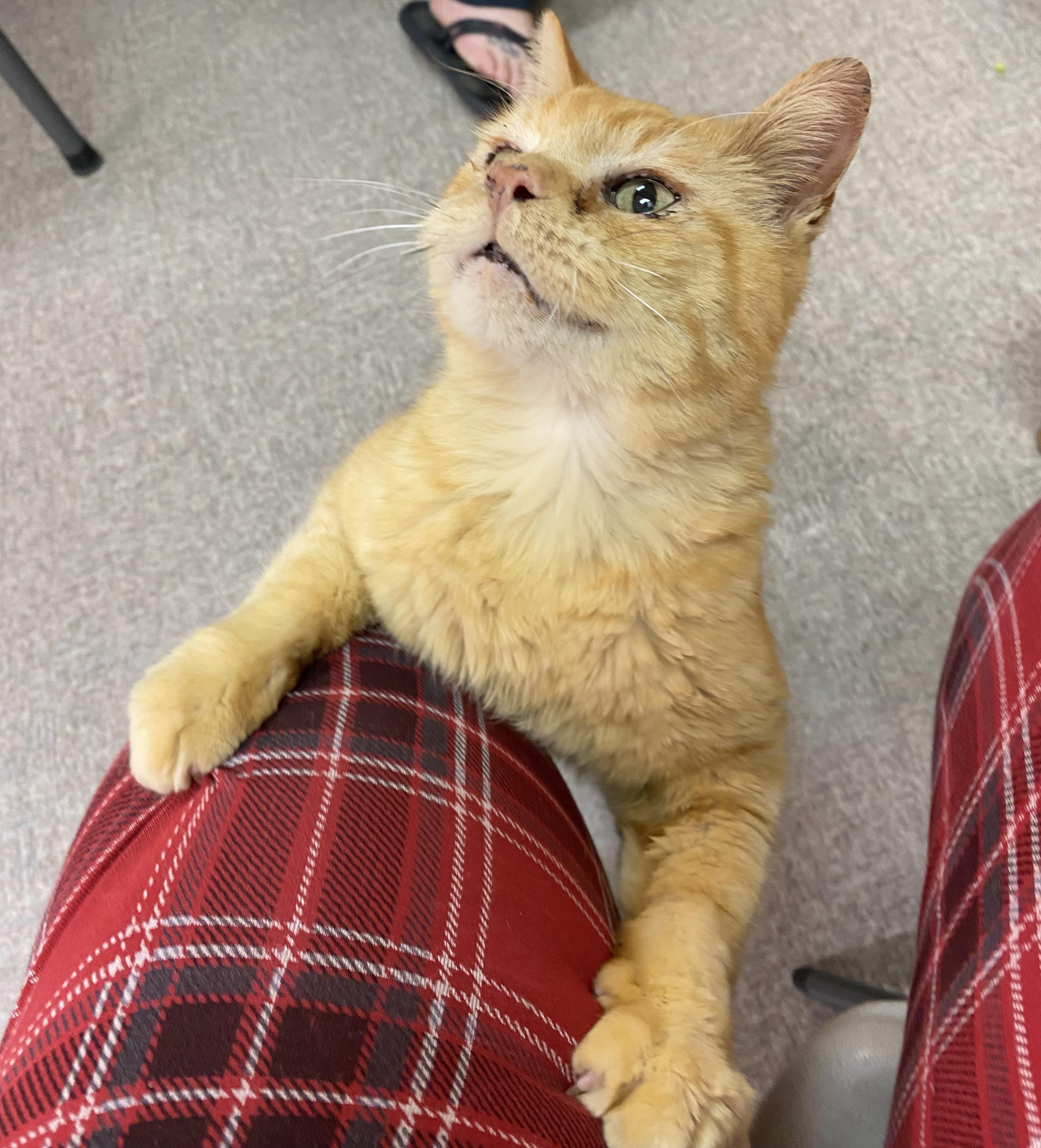 My Love, an adoptable Domestic Short Hair in Pocatello, ID, 83201 | Photo Image 3