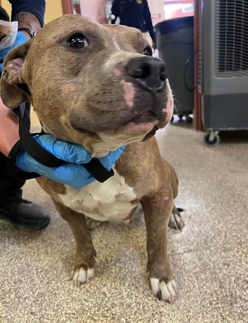 TALLULAH, Adoptable, Adult Female Pit Bull Terrier.