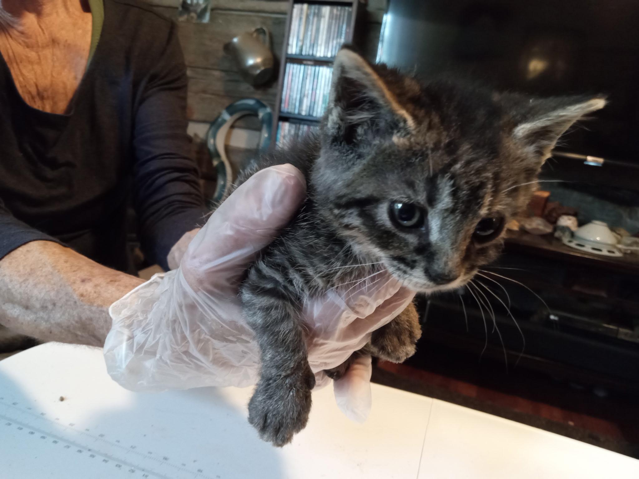 Enlarge Teddy Tabby, a Adoptable mixed breed in Buhl, ID image 2/6