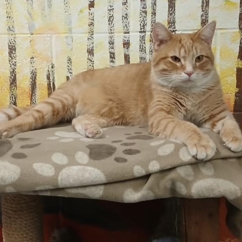 Garfield , ADOPTABLE, Adult Male Domestic Short Hair.