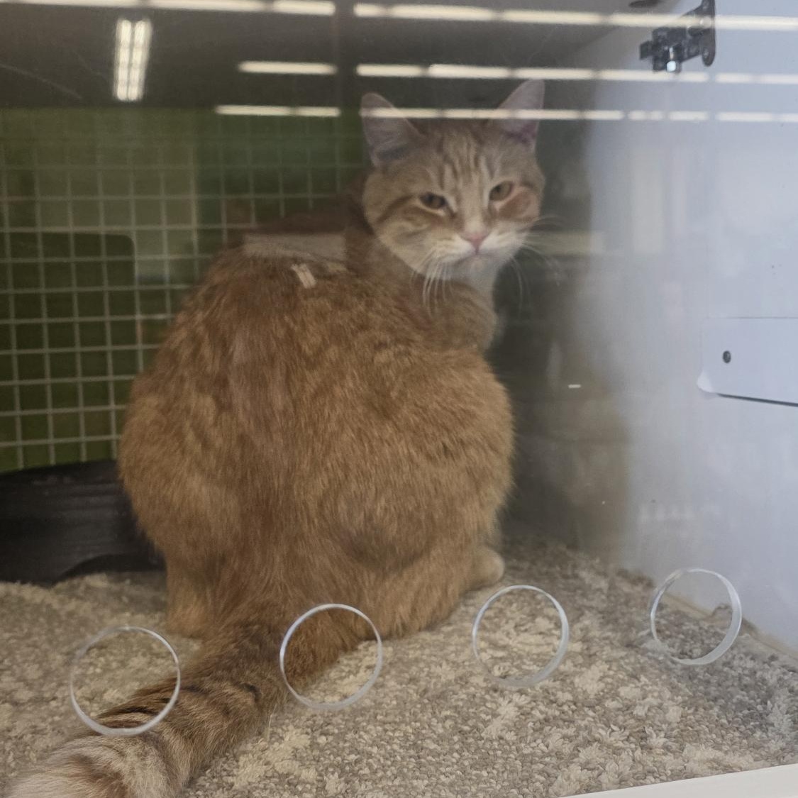 Enlarge Garfield , a ADOPTABLE Domestic Short Hair in Shelby Township, MI image 2/2