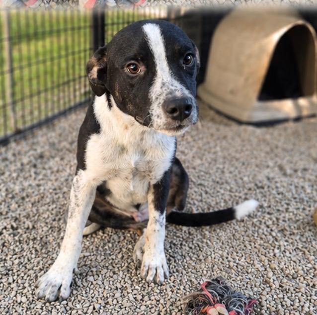 Zoidberg, Adoptable, Puppy Male Australian Kelpie.