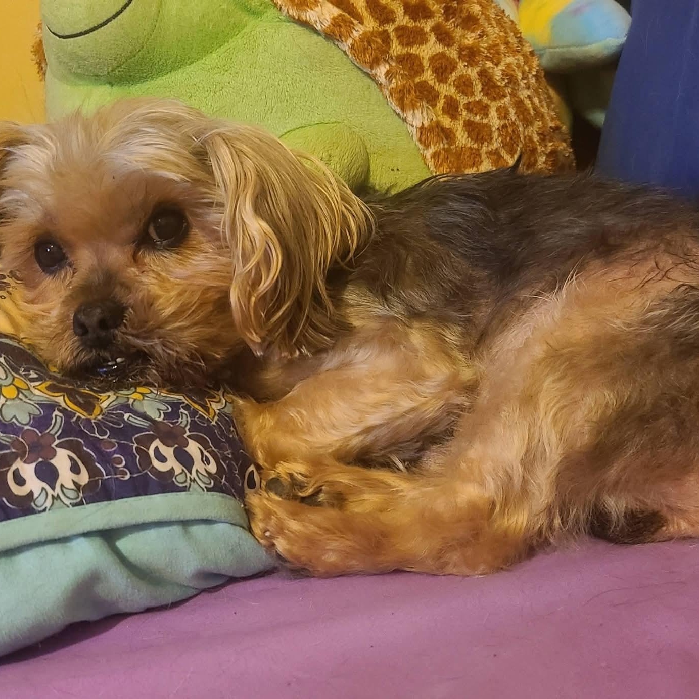 Enlarge Gizzy, an adoptable Yorkshire Terrier in Mount Bethel, PA image 5/6