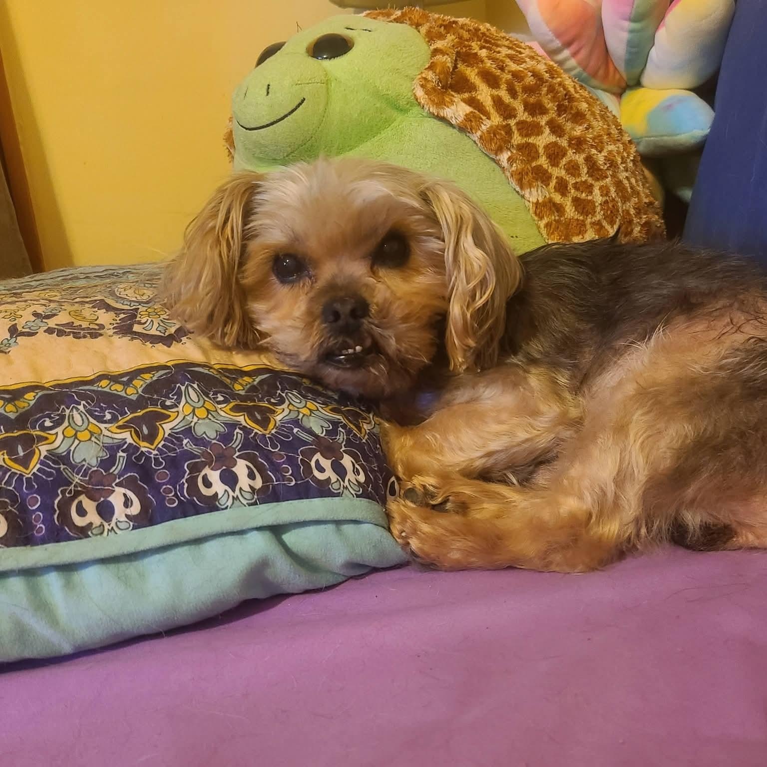 Enlarge Gizzy, an adoptable Yorkshire Terrier in Mount Bethel, PA image 6/6