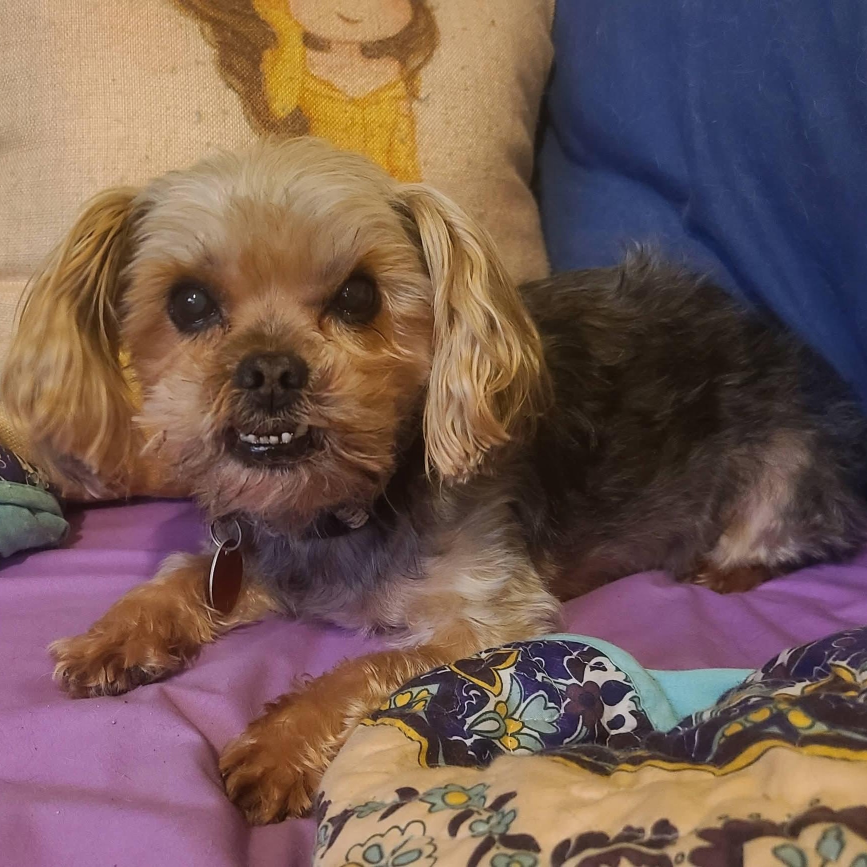 Enlarge Gizzy, an adoptable Yorkshire Terrier in Mount Bethel, PA image 4/6