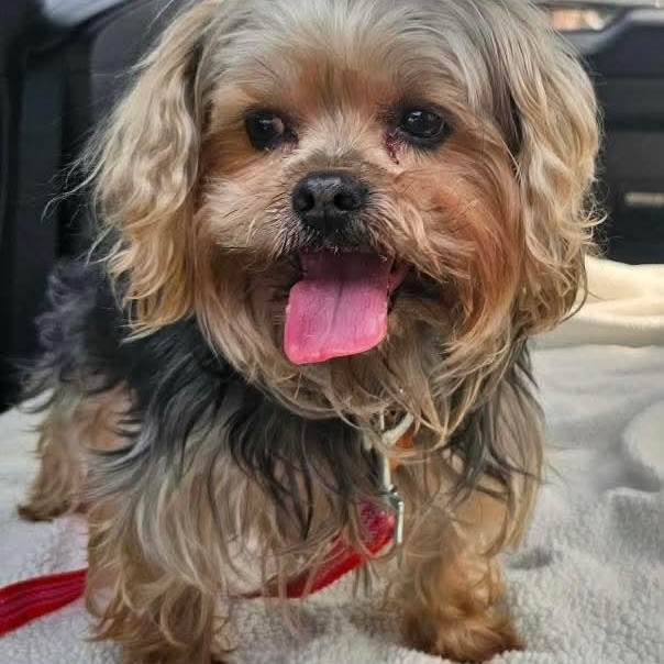 Enlarge Gizzy, an adoptable Yorkshire Terrier in Mount Bethel, PA image 1/6