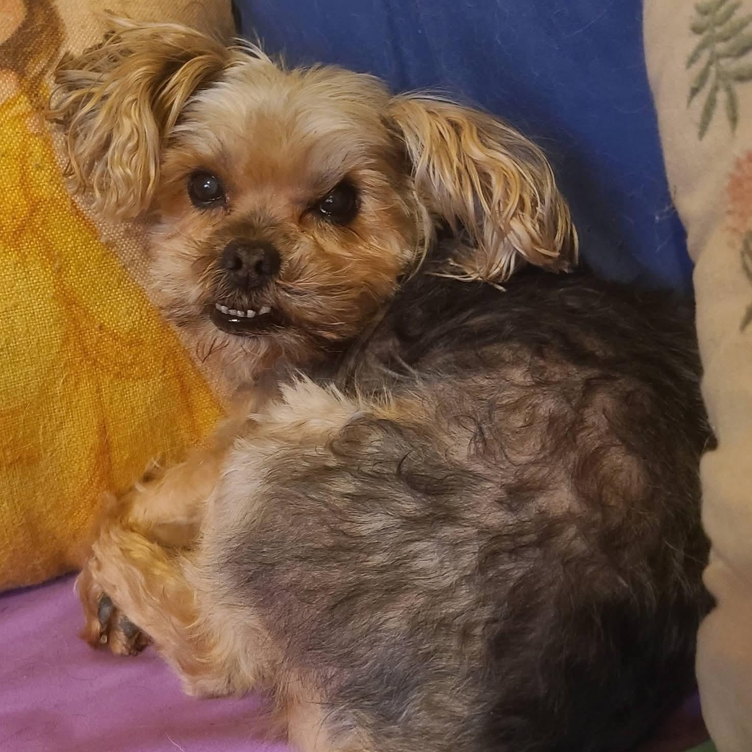 Enlarge Gizzy, an adoptable Yorkshire Terrier in Mount Bethel, PA image 3/6