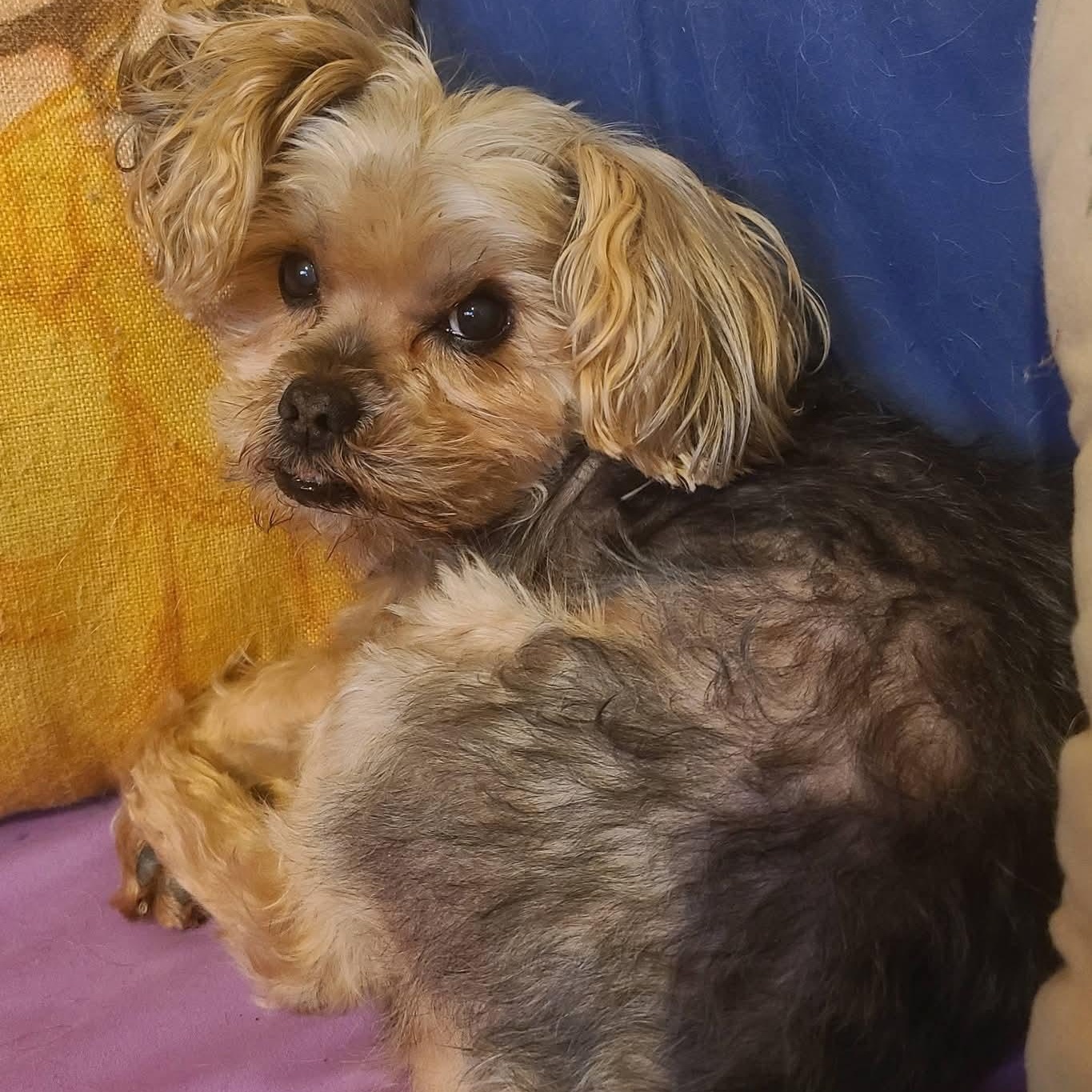 Enlarge Gizzy, an adoptable Yorkshire Terrier in Mount Bethel, PA image 2/6