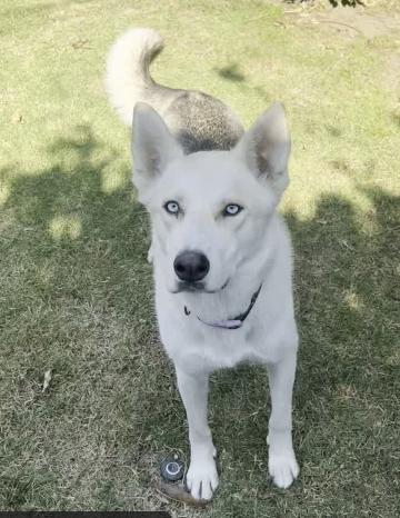 Enlarge Sweet Tina Ready for her Forever Home!, a Adoptable mixed breed in Encino, CA image 1/5