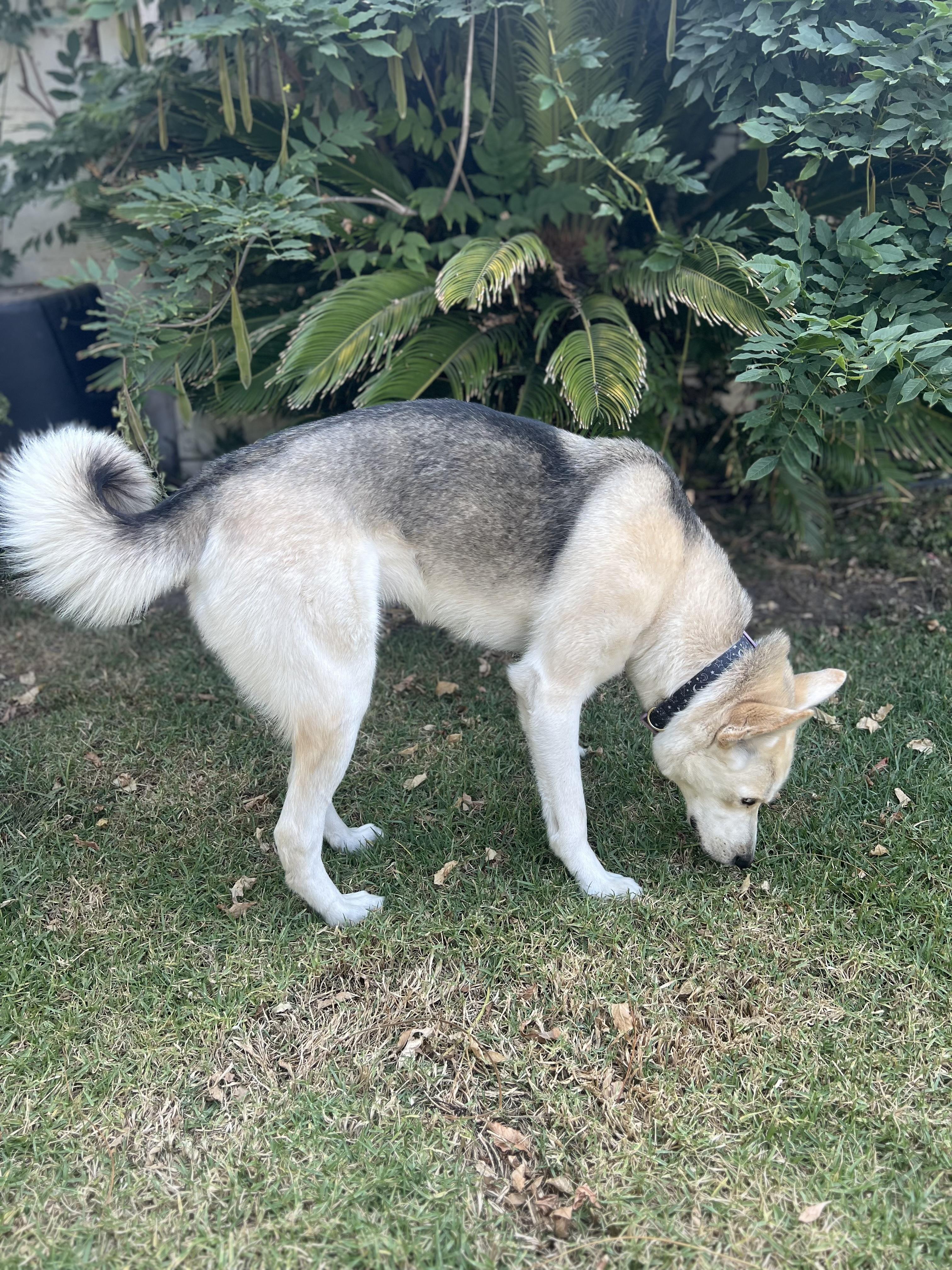 Enlarge Sweet Tina Ready for her Forever Home!, a Adoptable mixed breed in Encino, CA image 4/5